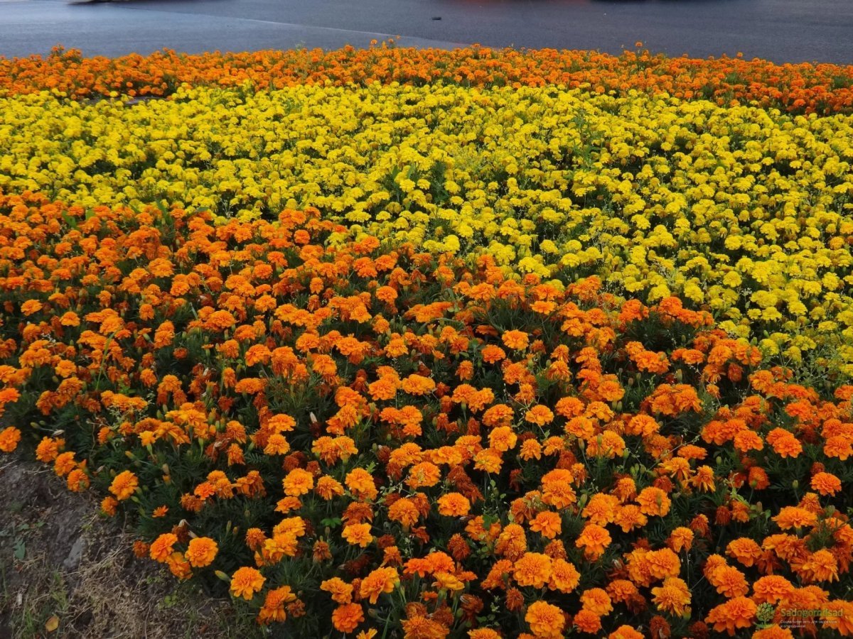 Бархатцы (Tagetes erecta)