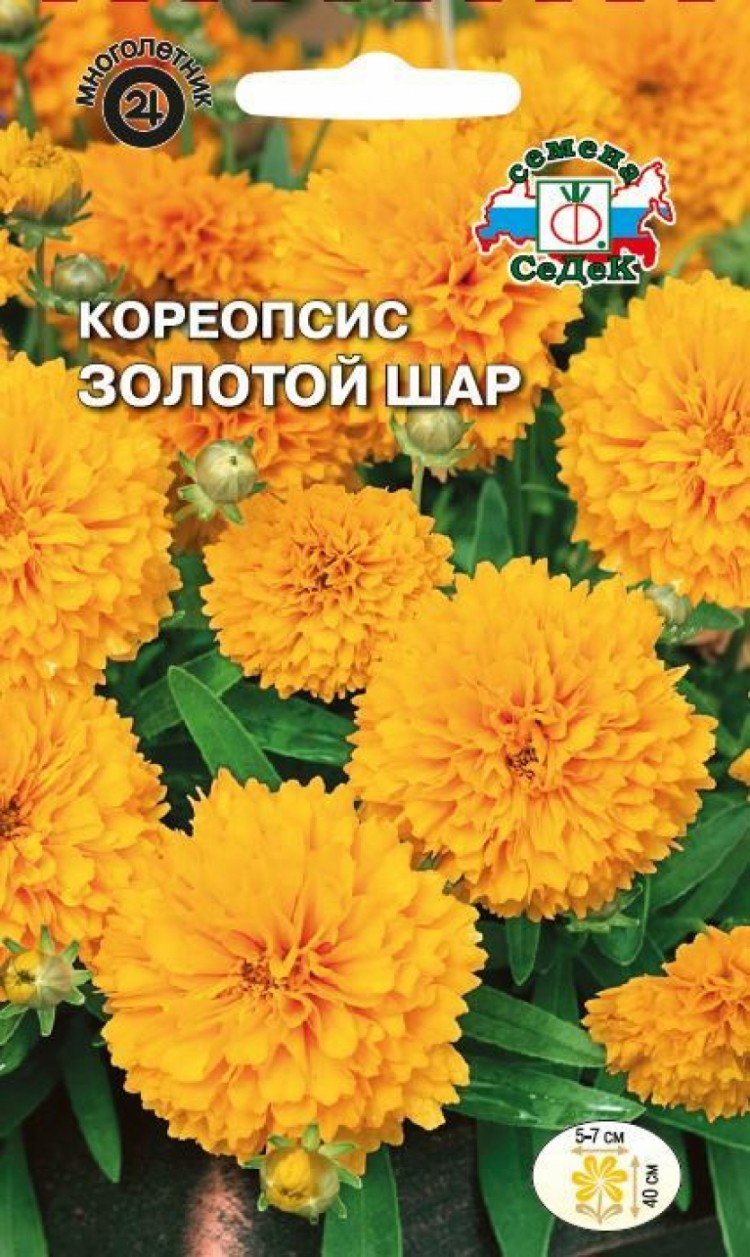 Цветы кореопсис золотой шар