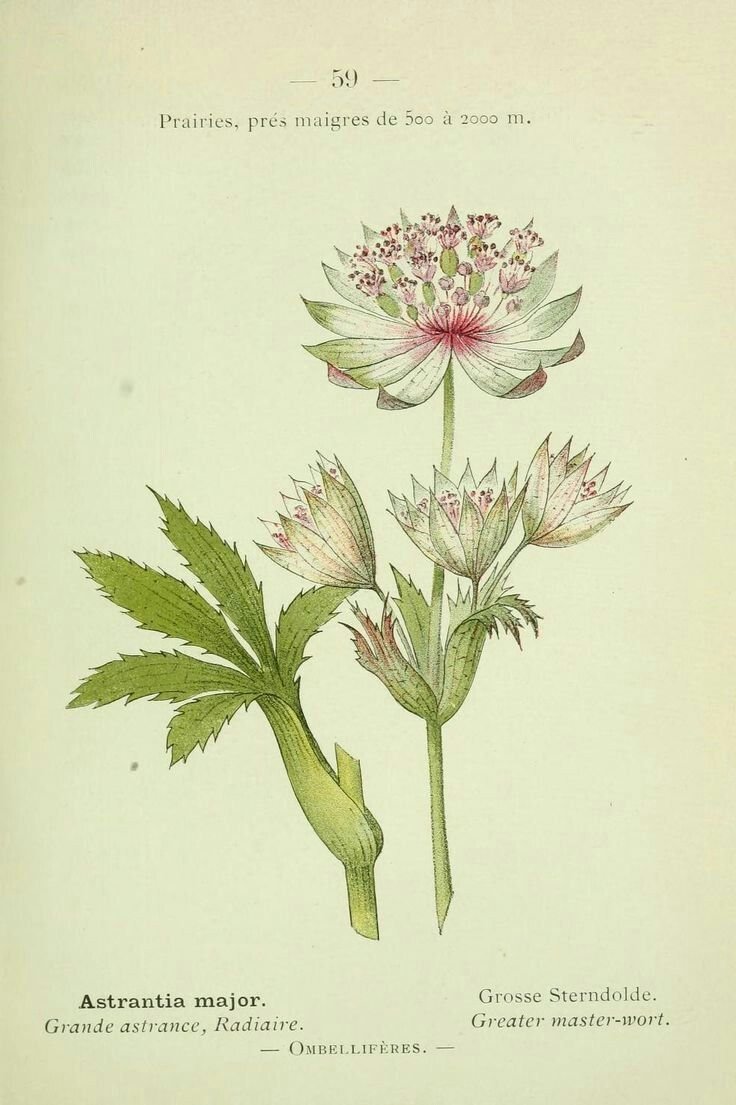 Астранция Astrantia Major Claret