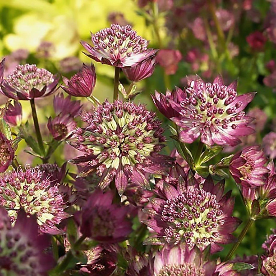 Астранция Astrantia Major rubra