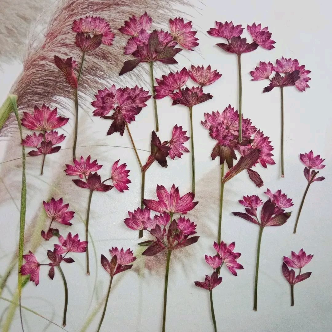 Astrantia Major rosea