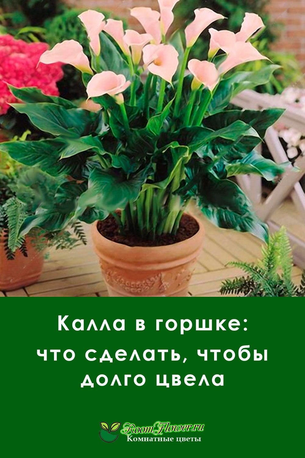 Хлорофитум, Драцена, фикус, спатифиллум