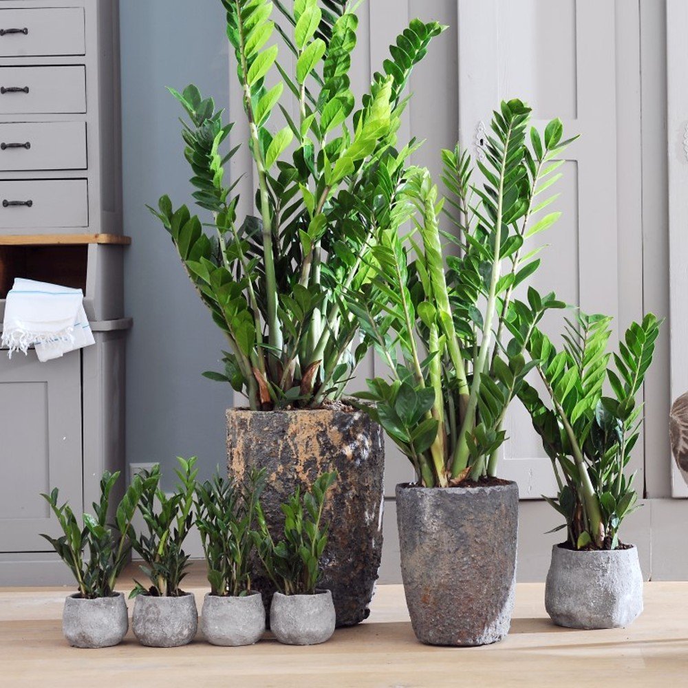Монстера деликатесная (Monstera deliciosa)