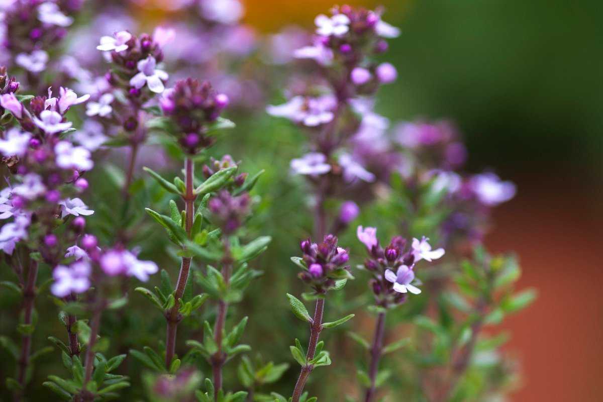 Тимьян (чабрец) ползучий (Thymus serpyllum)