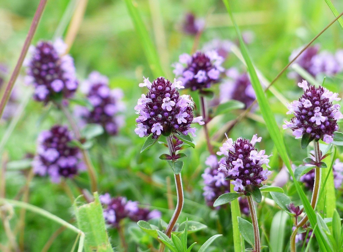 Тимьян обыкновенный Thymus vulgaris