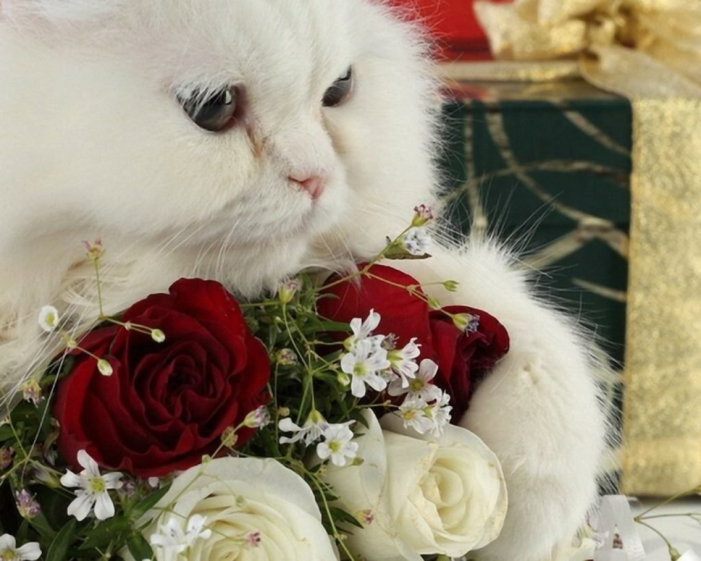 Королевские розы