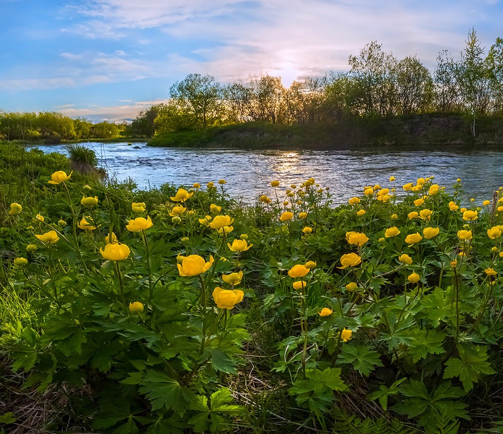 Купальница Уральская