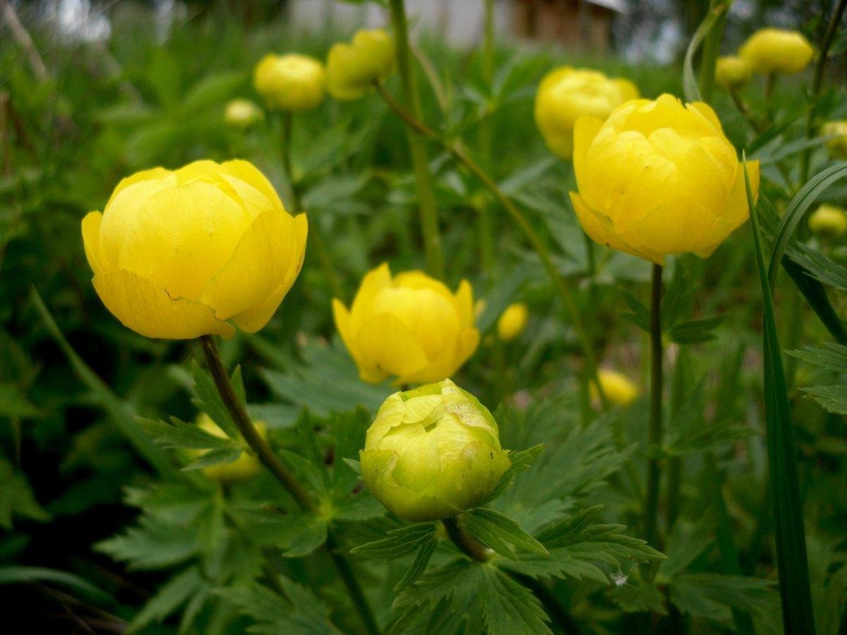 Купальница европейская (Trollius europaeus)
