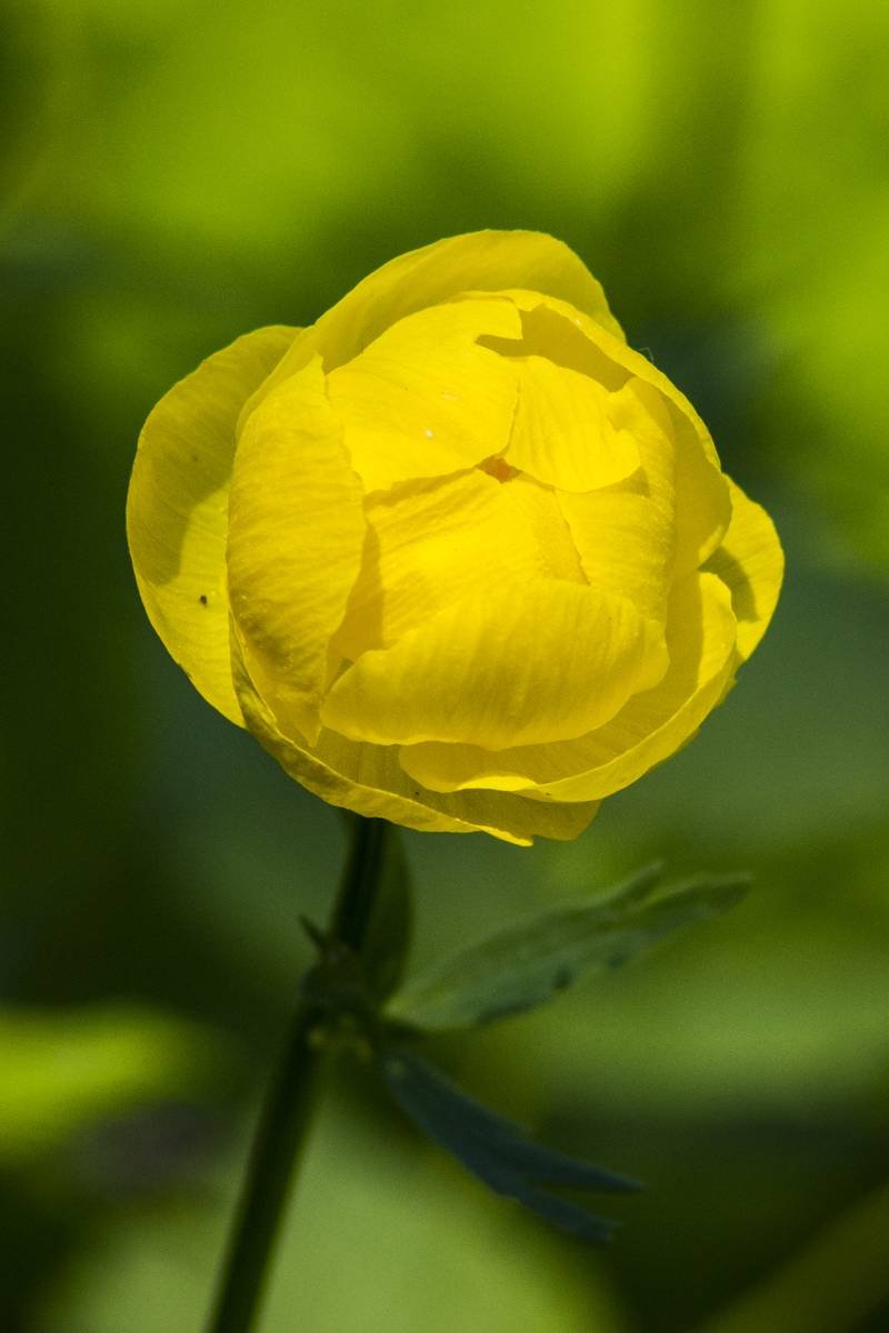 Купальница троллиус