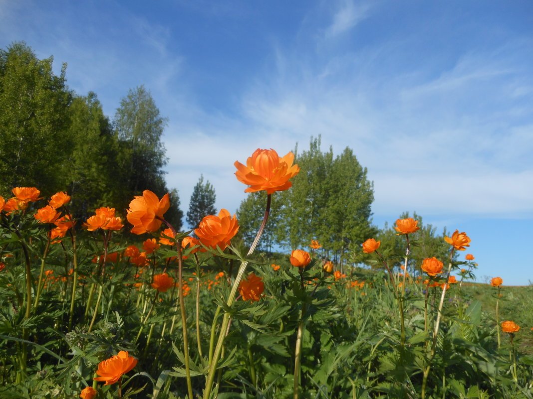Купальница (Trollius)