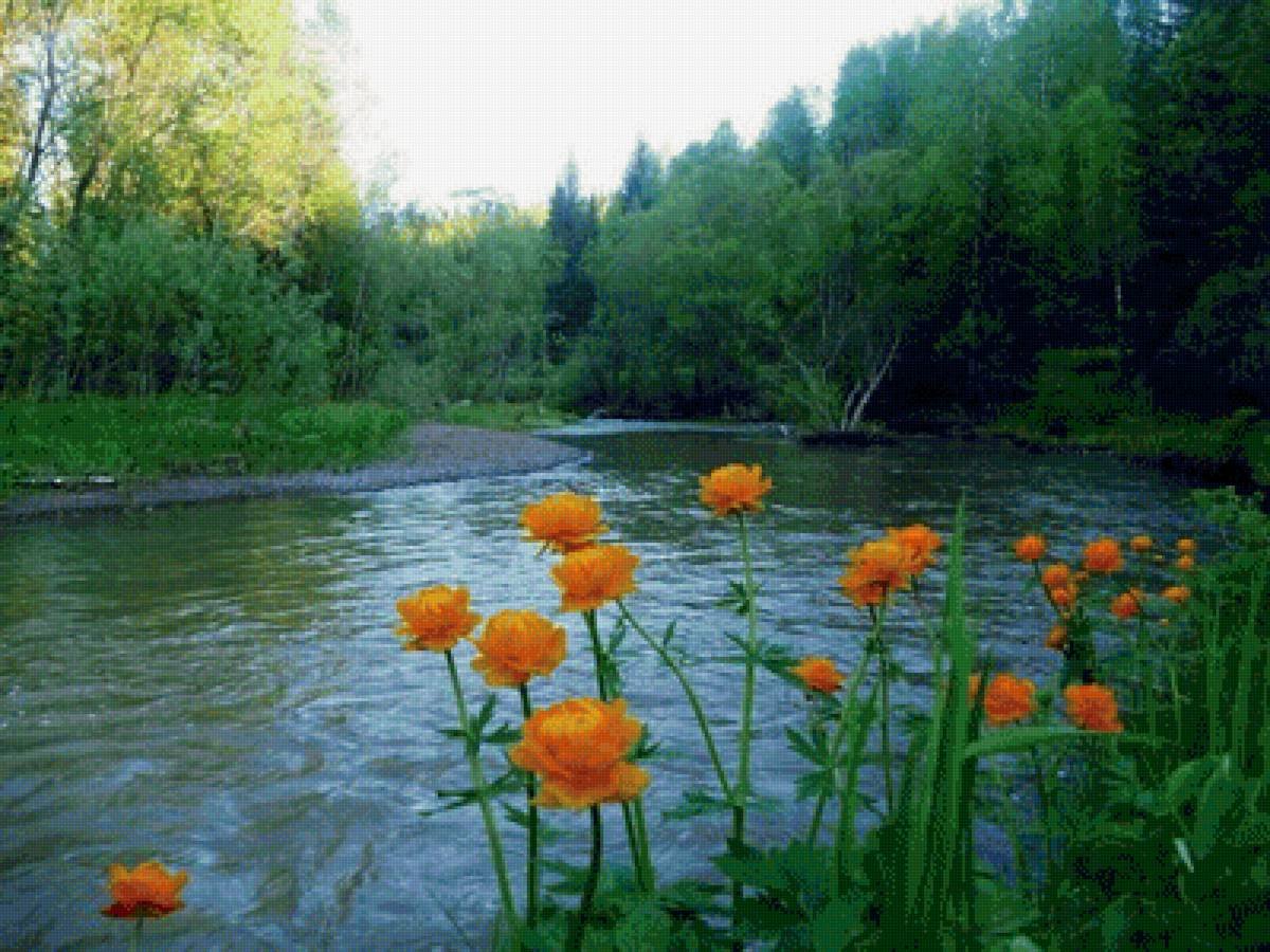 Купальница европейская (Trollius europaeus)
