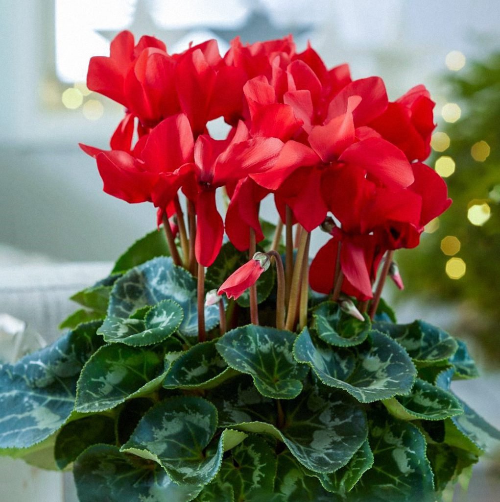 Цикламен персидский (Cyclamen persicum