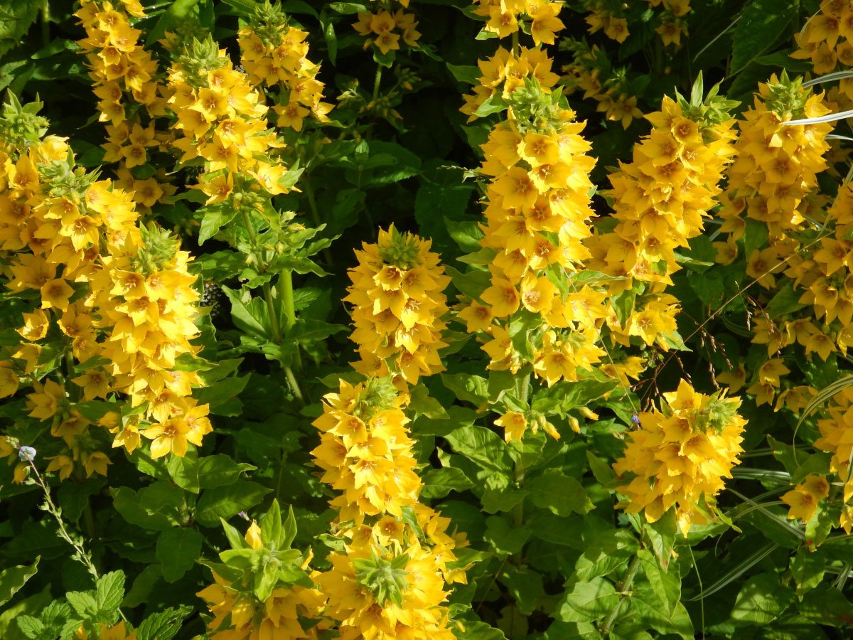 Вербейник точечный (Lysimachia punctata)