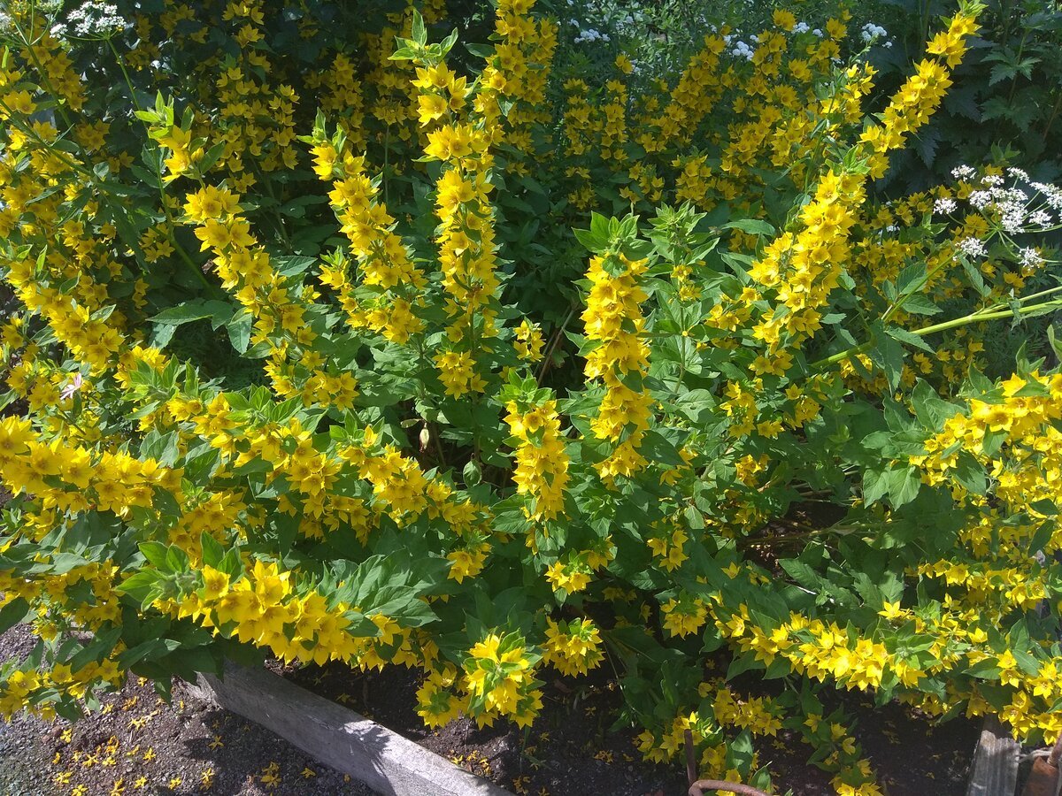 Вербейник обыкновенный Lysimachia vulgaris