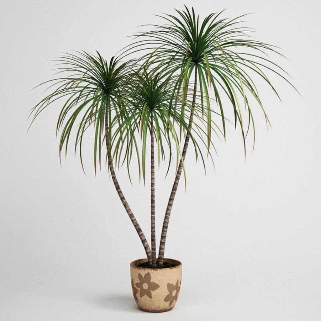 Драцена окаймленная (Dracaena marginata.)