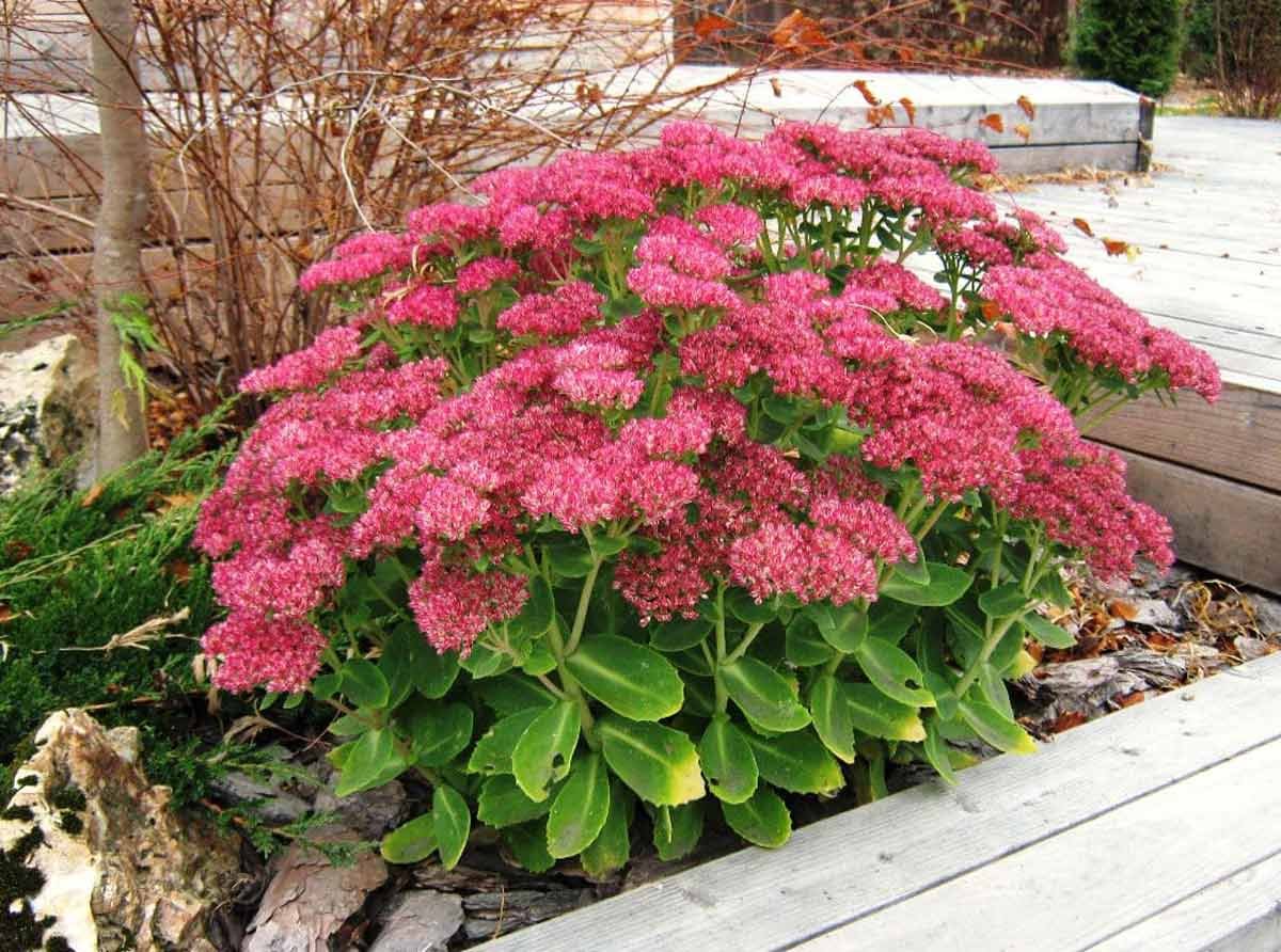 Очиток Видный (Sedum spectabile `Brilliant`)