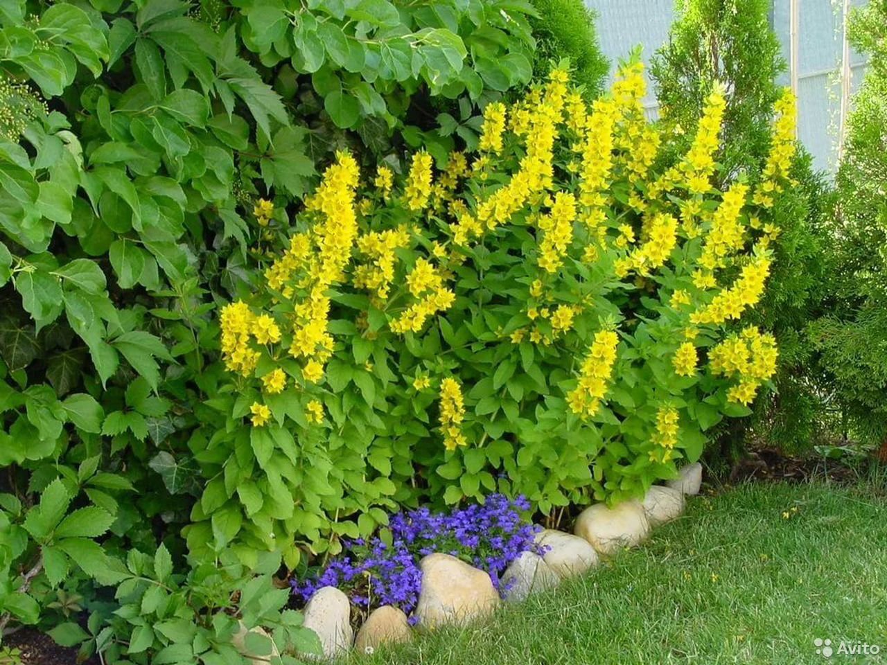 Цветы картинки с названиями садовые многолетние. Вербейник точечный желтый. Вербейник точечный (Lysimachia punctata). Вербейник Лизимахия. Вербейник желтый многолетник.