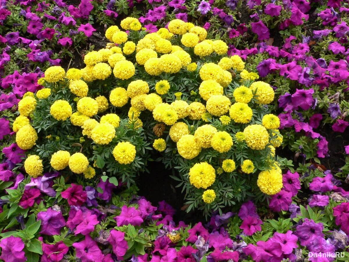 Желтые цветы для дачи многолетники