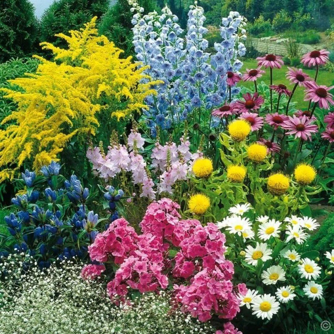 Вербейник точечный (Lysimachia punctata)