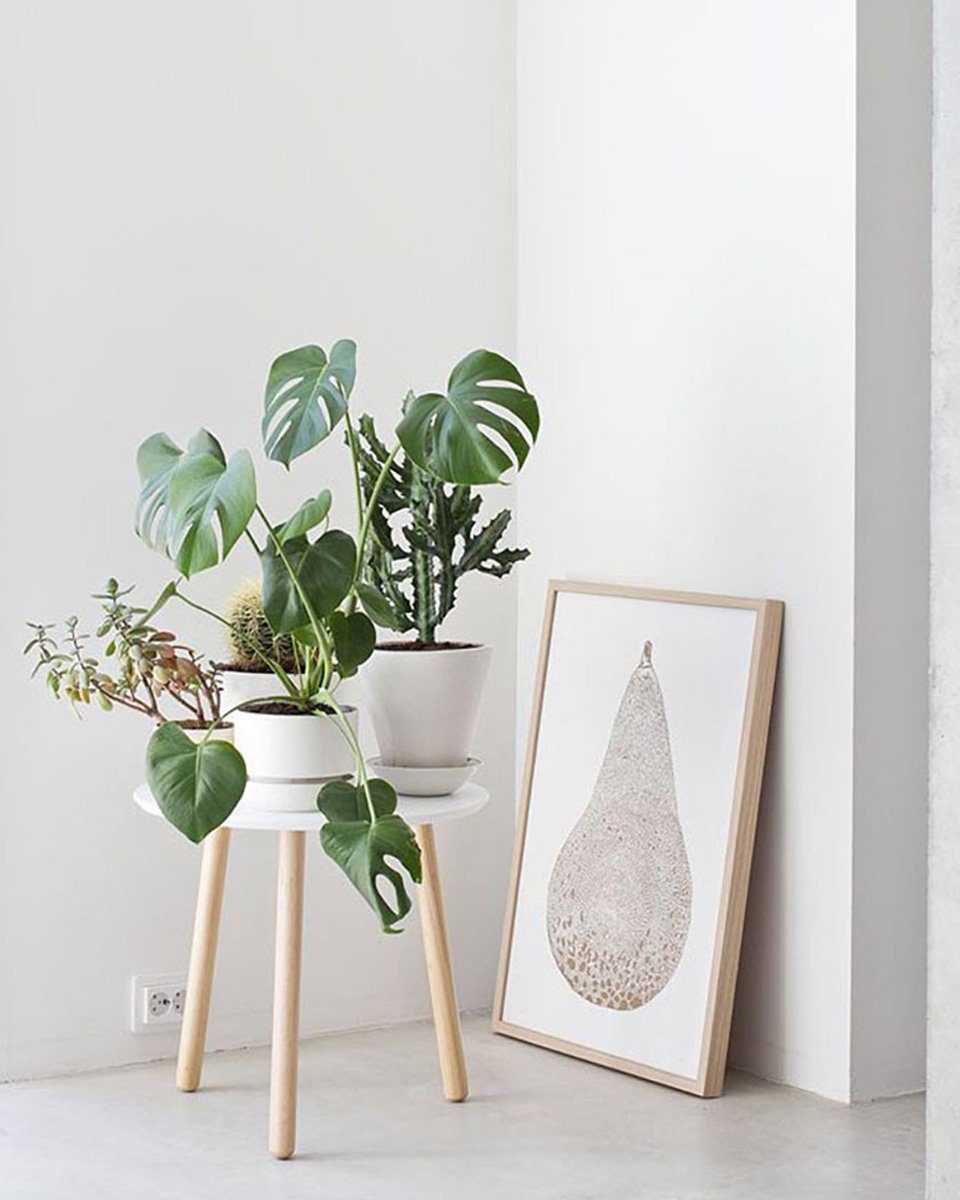 Indoor Plants монстера