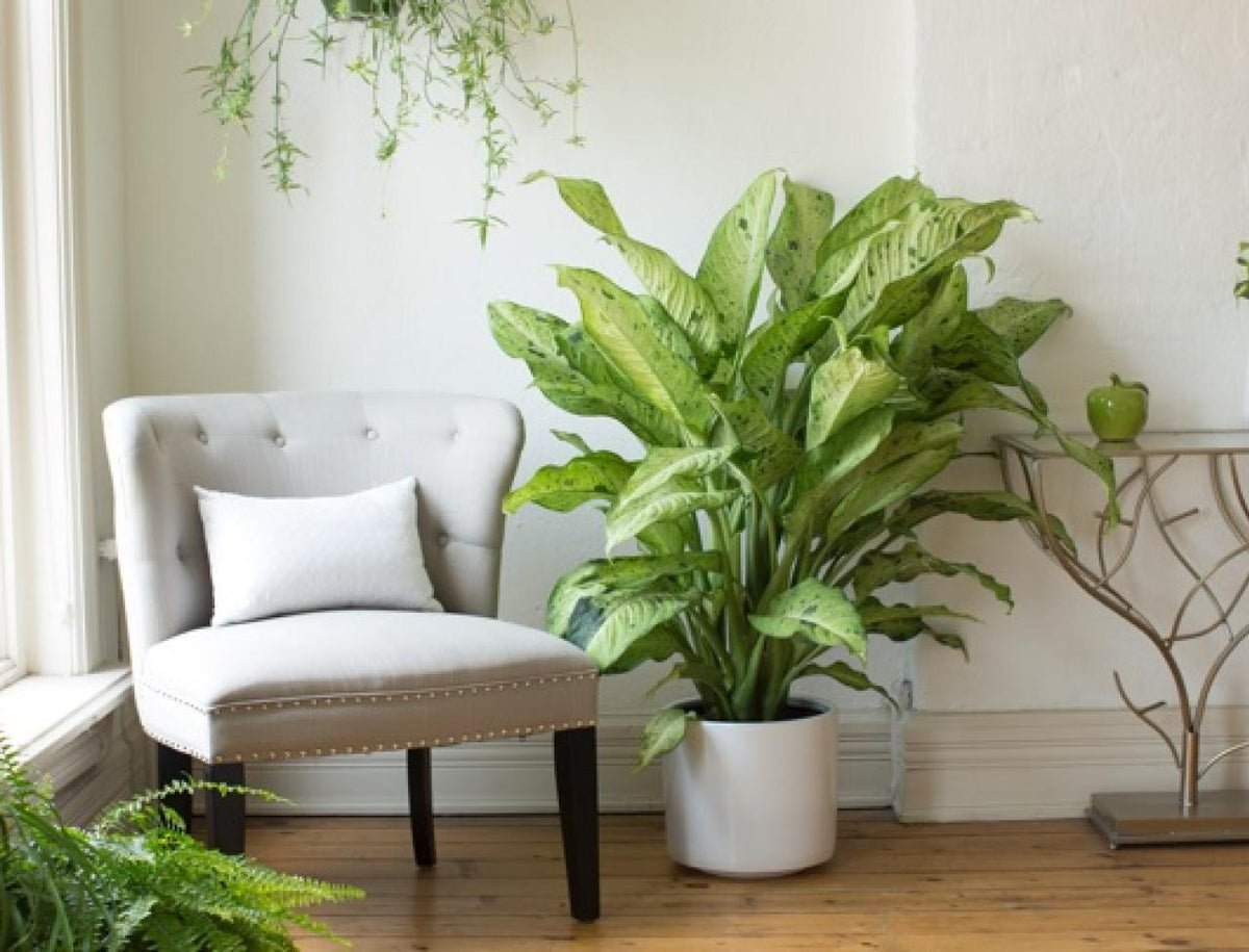 Диффенбахия компакта Dieffenbachia compacta