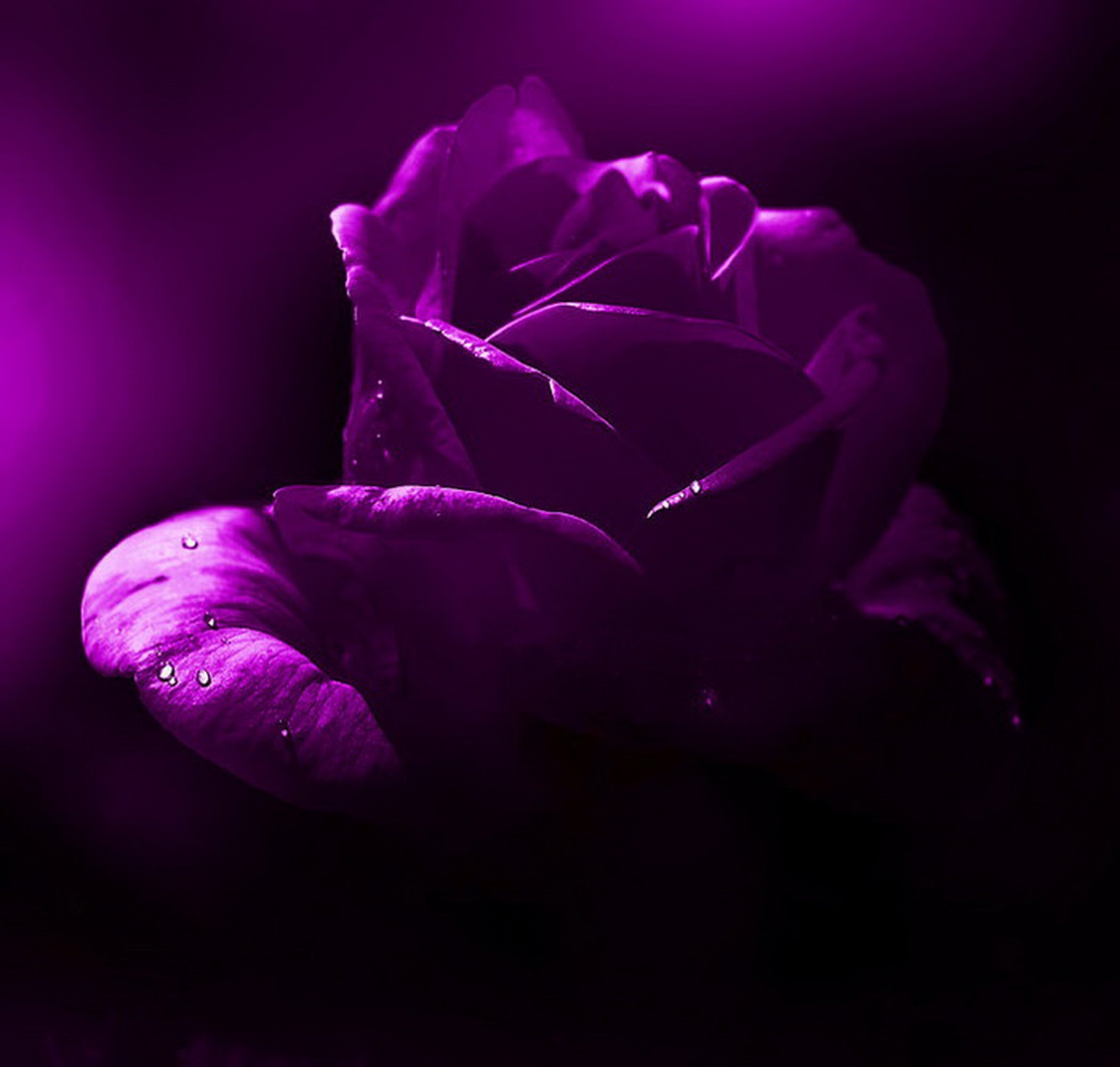Лилово розовые цветы. Фиолетовый цвет. Фиолетовые розы.