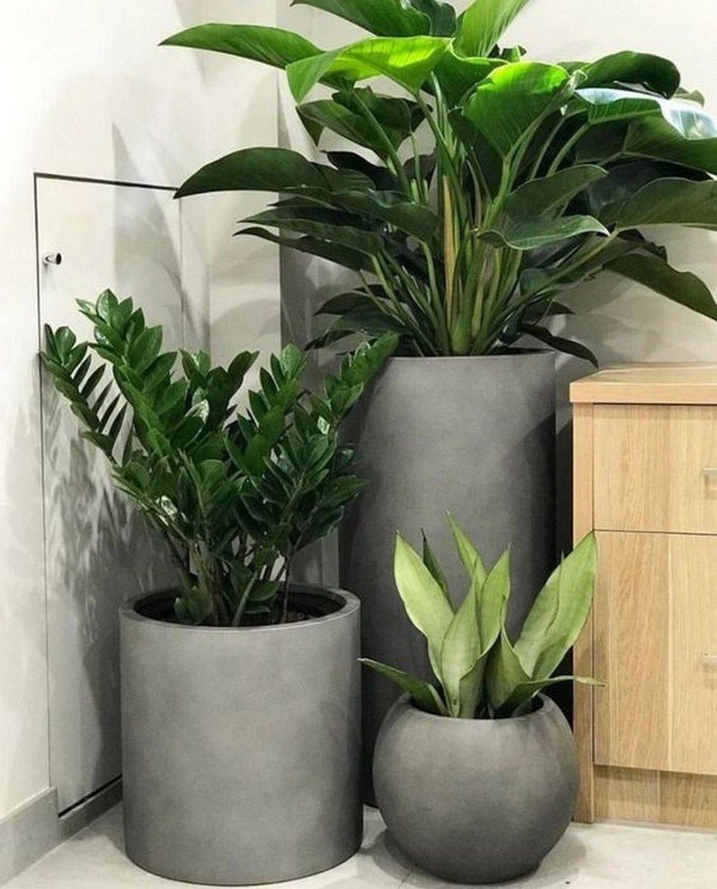 Замиокулькас zamiifolia