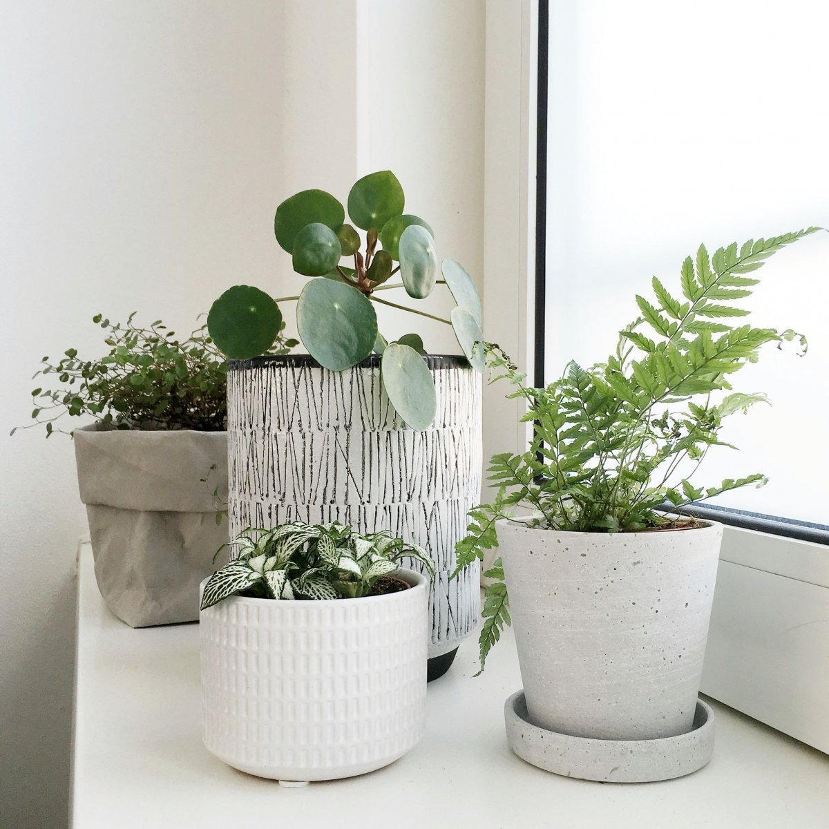 Драцена душистая Dracaena