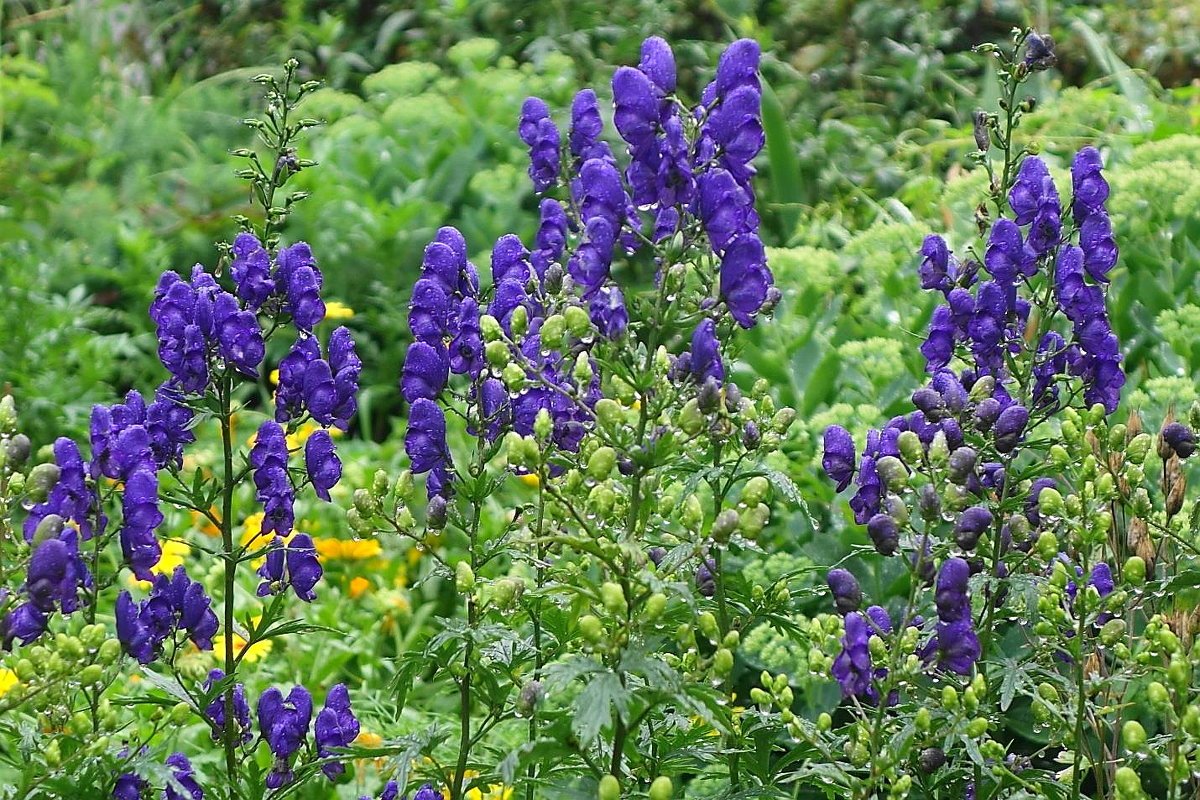 Аконит, или борец (Aconitum),