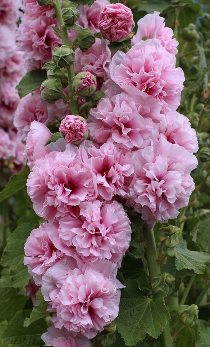 Мальва – Alcea rosea