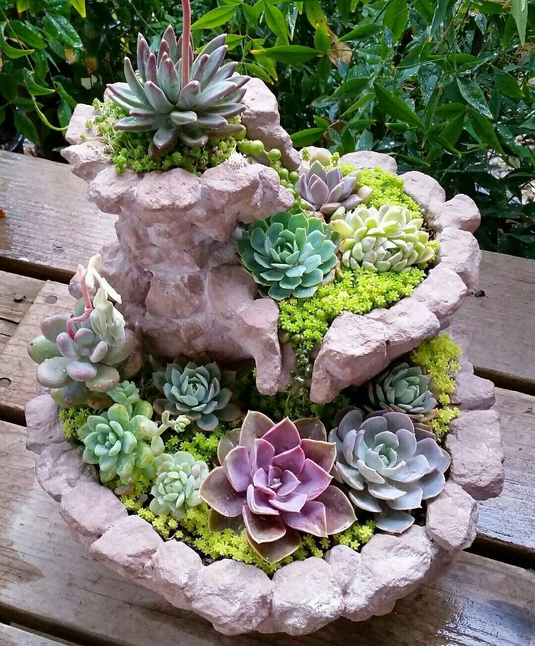 Суккуленты каменная роза Альпийская горка