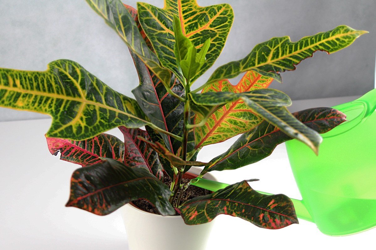 Codiaeum variegatum Кодиеум пестрый