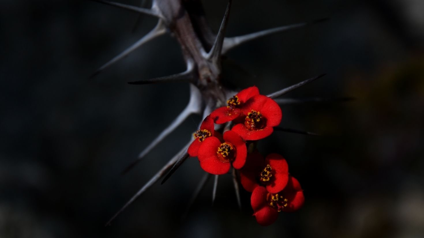 Красные цветы с шипами