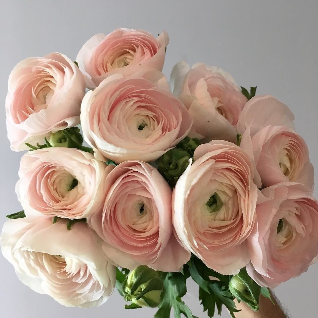 Lab Flower Москва