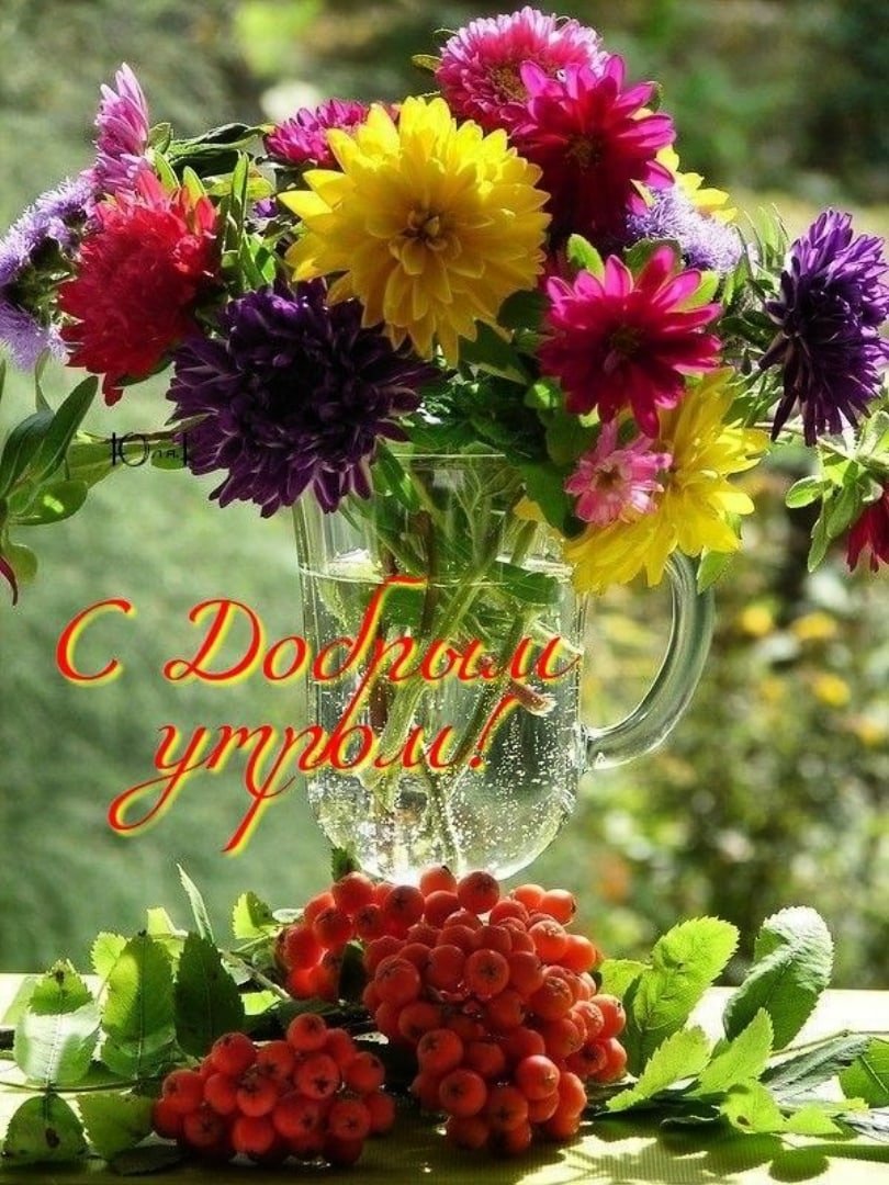 Осенние астры и хризантемы
