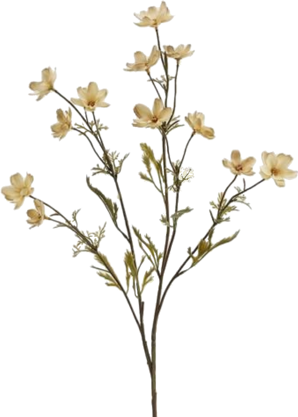 Beige Dry Flowers