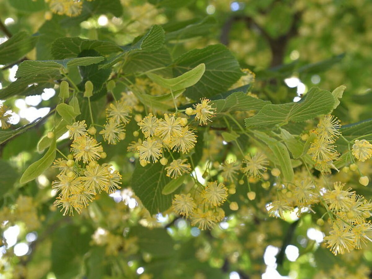 Липа мелколистная
