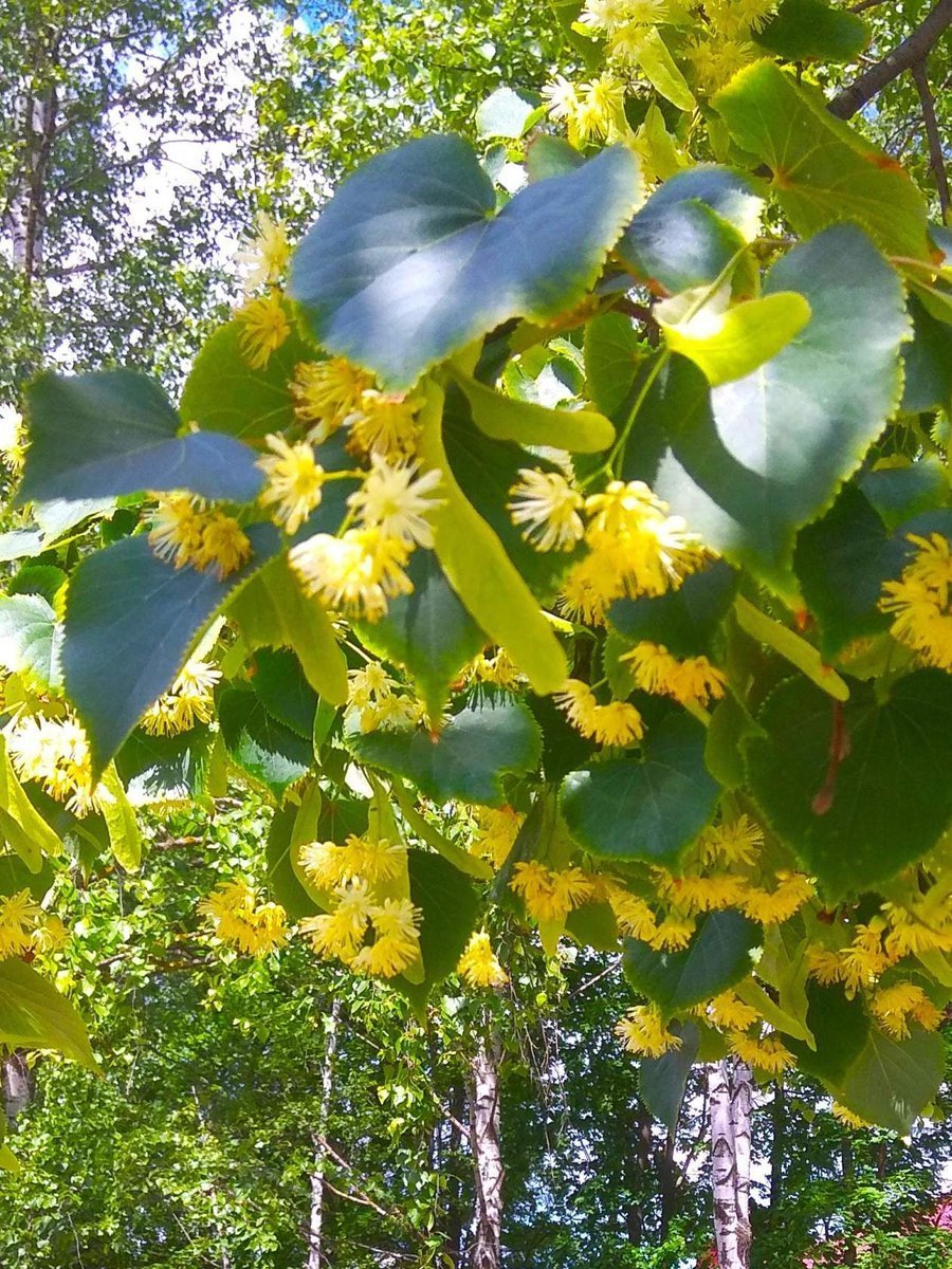 Липа мелколистная цветет