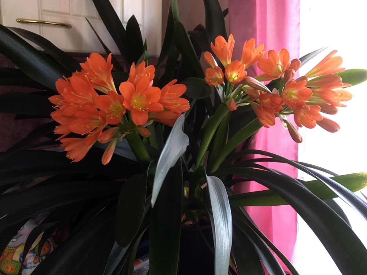 Кливия прекрасная Clivia Nobilis