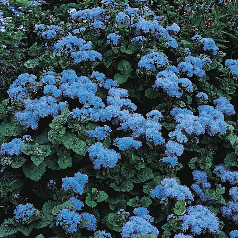 Голубые садовые цветы