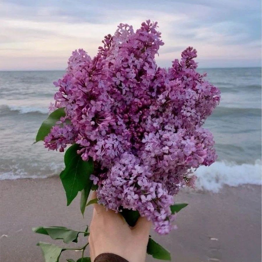 Сирень Эстетика