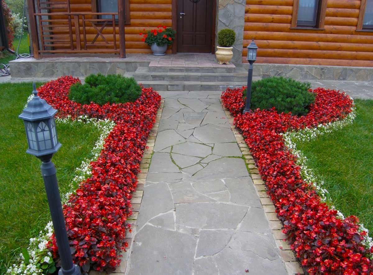 Алиссум цветы ландшафт