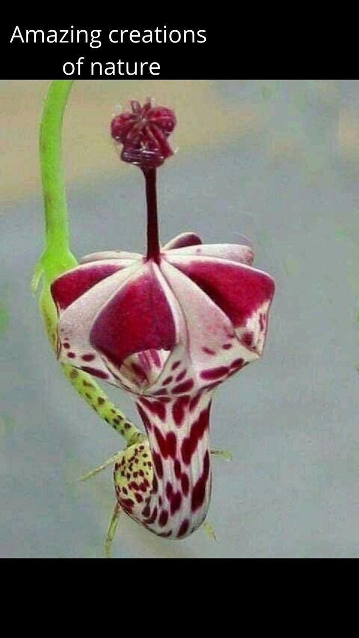 Ceropegia haygarthii