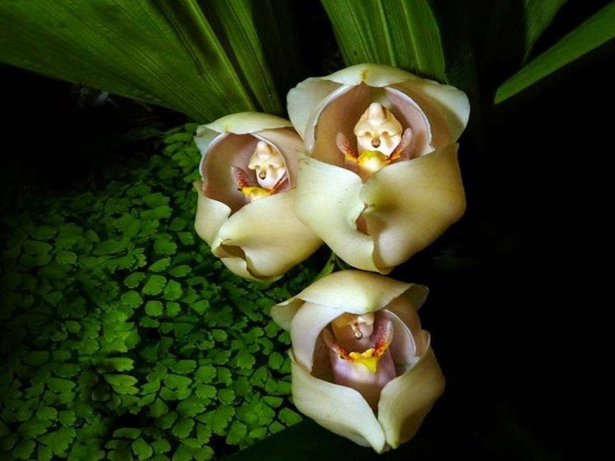 Орхидея anguloa uniflora