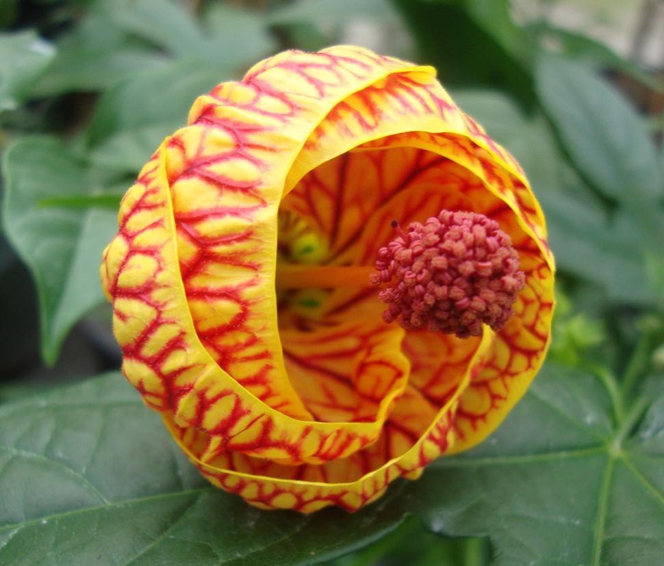 Китайский фонарик (Abutilon × hybridum)