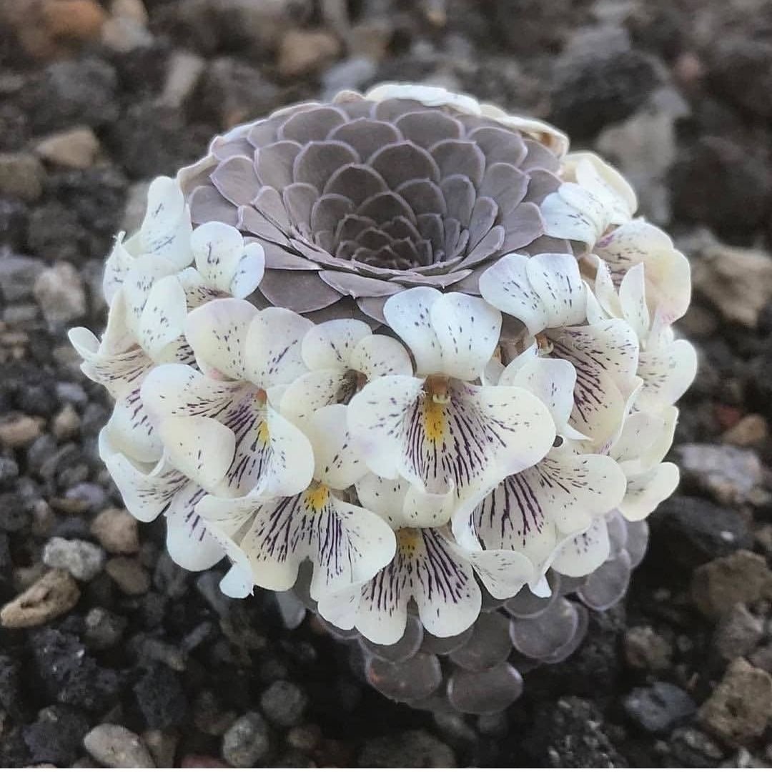 Viola rossowiana