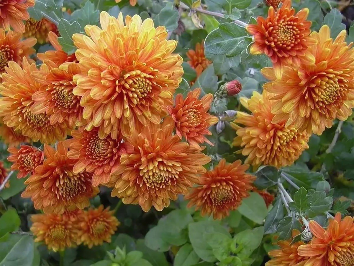 Хризантема корейская (Chrysanthemum koreanum