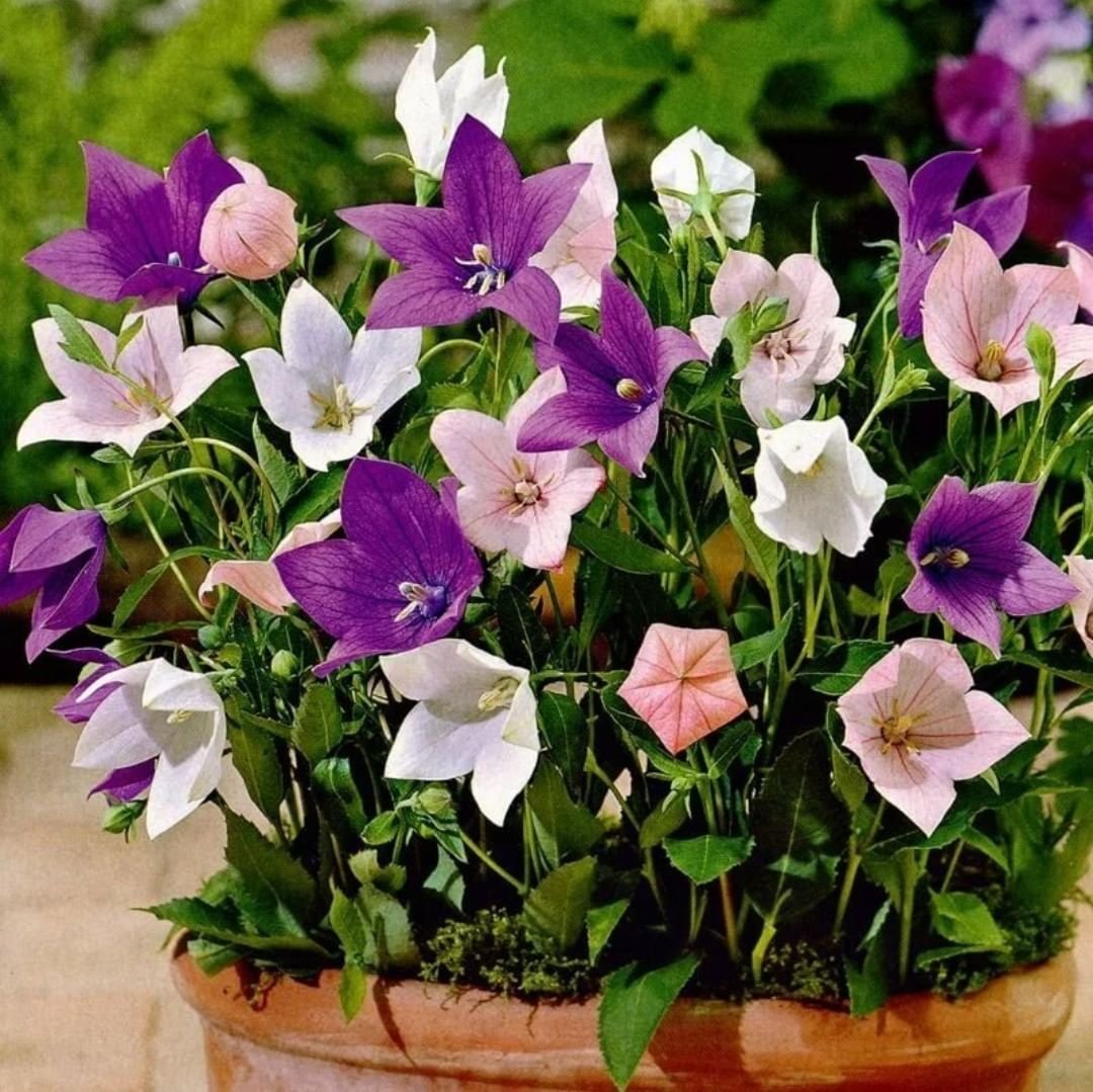 Обриета Royal Violet