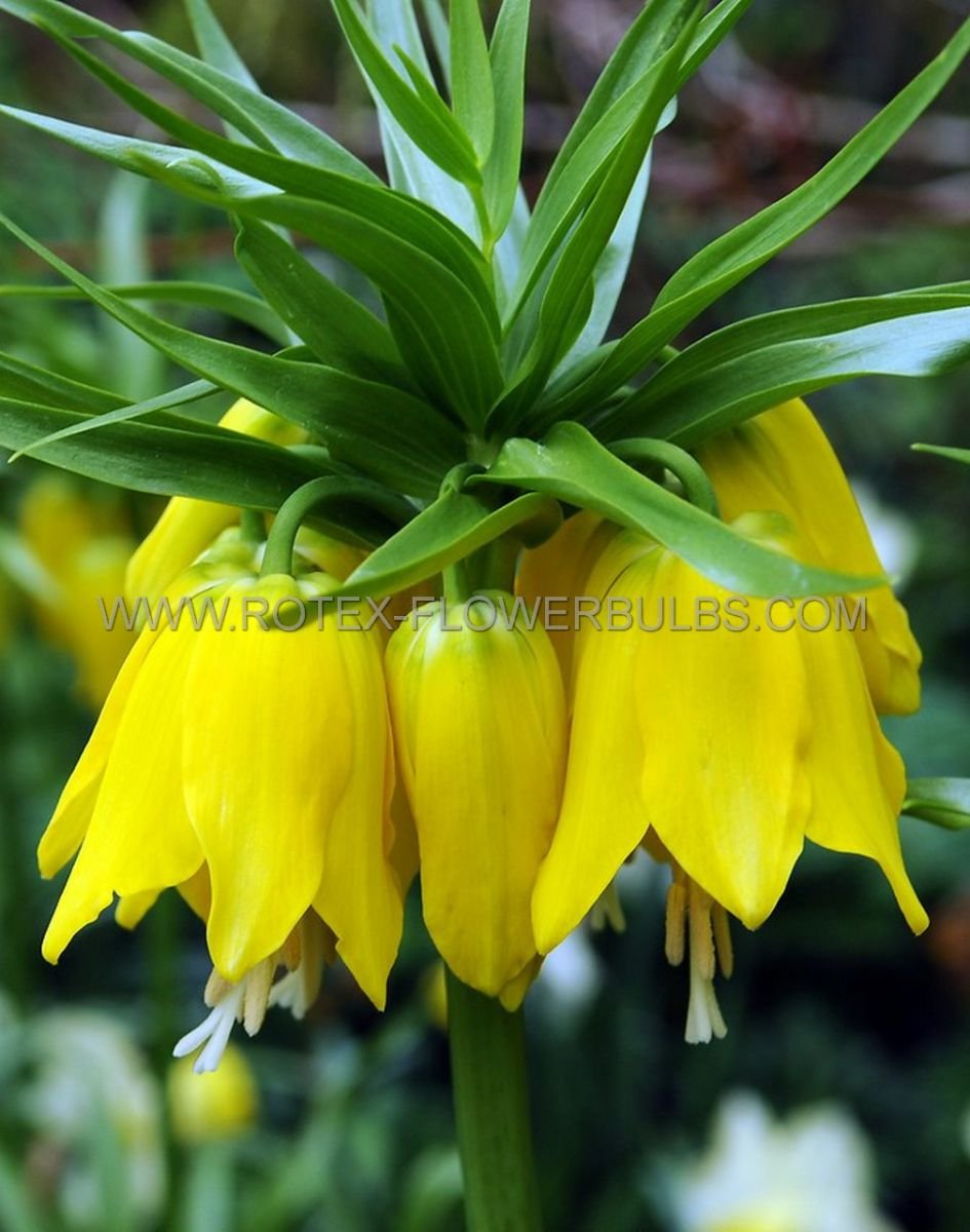 Рябчик шахматный Fritillaria meleagris