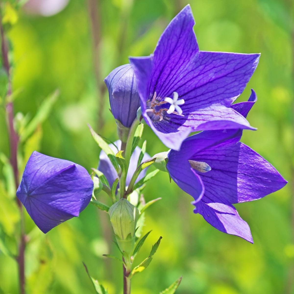 Платикодон Double Blue Rose
